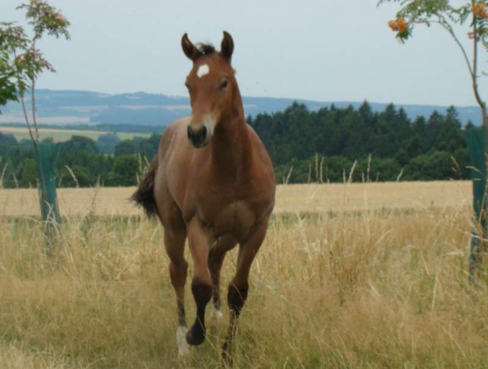 Unique stallion, grandson of the legendary MR CONCLUSION !!! 